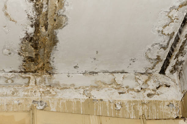 Trusted Lake Heritage, PA Mold Removal Experts
